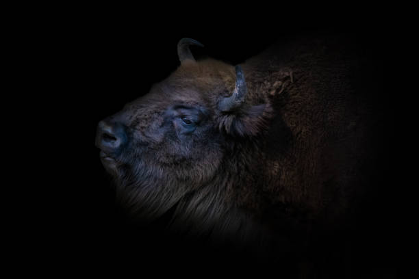 head of bison
