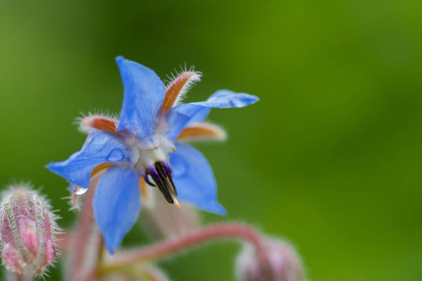 istock Borage flower after the rain 1429783430