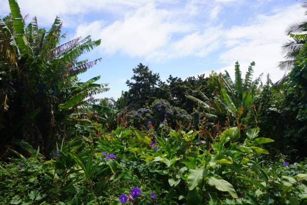 istock Lush Pitcairn Island Vegetation 1429786657