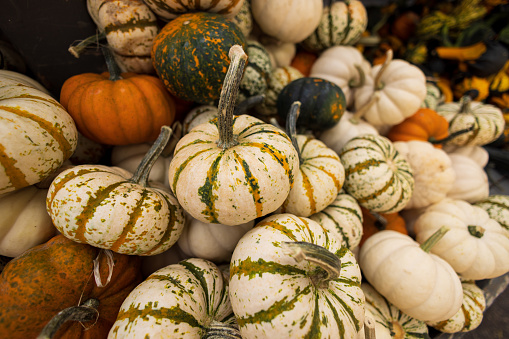 Varieties of pumpkins on the display