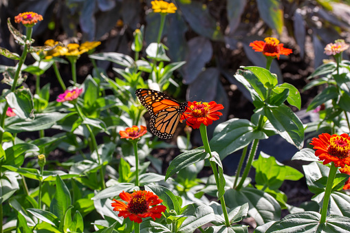 This image shows a full frame abstract texture background of a monarch butterfly feeding on common orange zinnia flowers in a sunny butterfly garden.