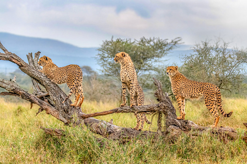 Juvenile Cheetah (Acinonyx jubatus) in the tall grass of Hwange National Park in Zimbabwe, southern Africa.