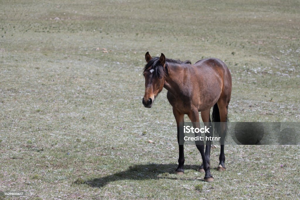 Sorrel chestnut yearling colt wild horse in the western United States Animal Stock Photo