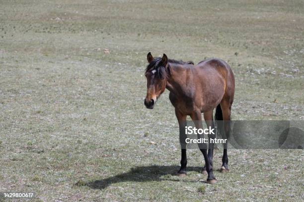 Sorrel Chestnut Yearling Colt Wild Horse In The Western United States Stock Photo - Download Image Now