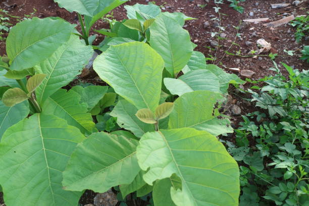 istock Teak tree shoots with wide green leaves 1429806979