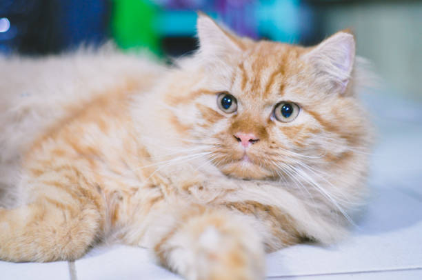 istock cute and fluffy Persian cat portraits 1429807493