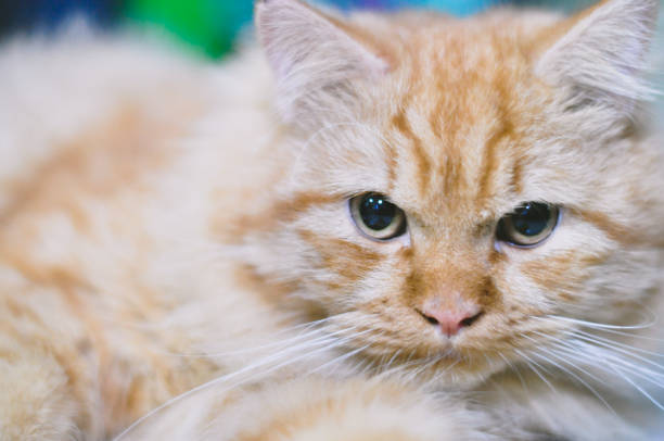 istock cute and fluffy Persian cat portraits 1429807494