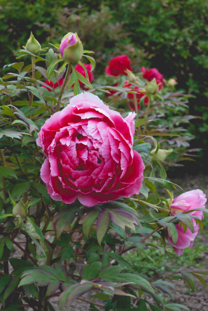 istock Blurred focus. Big peony. Pink flower. 1429811026