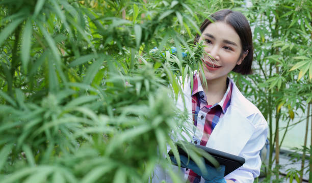 istock cannabis farm, psychoactive mind altering drug 1429819617