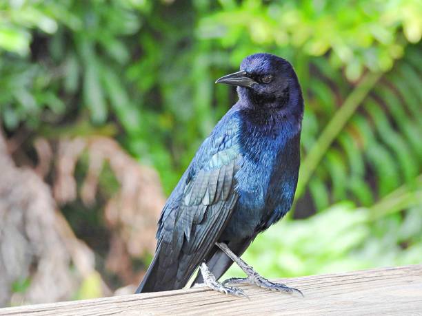istock Boat-tailed Grackle (Quiscalus major) - male perched on a wood railing 1429827289