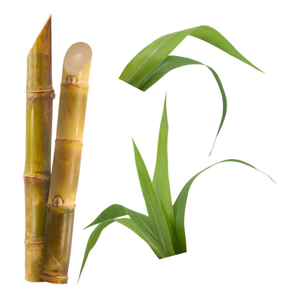 istock Single object of Sugar cane isolated on white background 1429829285