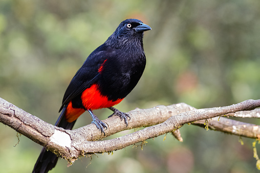 The red-bellied grackle (Hypopyrrhus pyrohypogaster). Bird endemic to Colombia