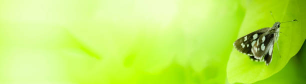 primo piano natura di farfalla di foglia verde su sfondo verde sfocato in giardino - lime butterfly foto e immagini stock