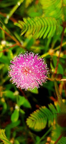 istock Shy princess flower 1429837567