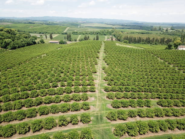 istock citrus field in argentina 1429839777