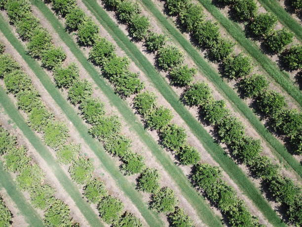 istock citrus field in argentina 1429839865