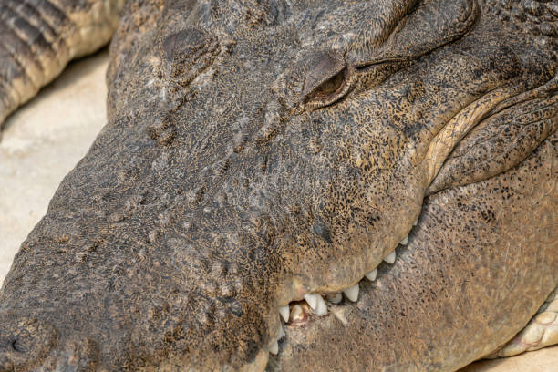 istock Closeup of a Crocodile Head 1429846766