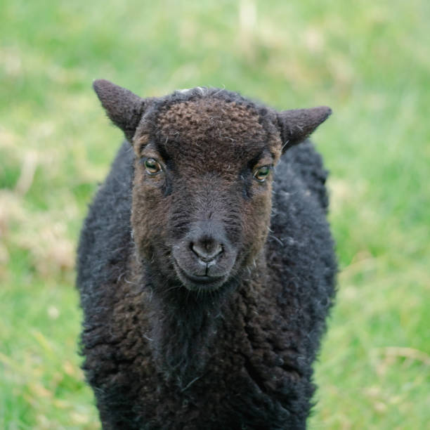 istock Portrait of a Black Lamb 1429846784