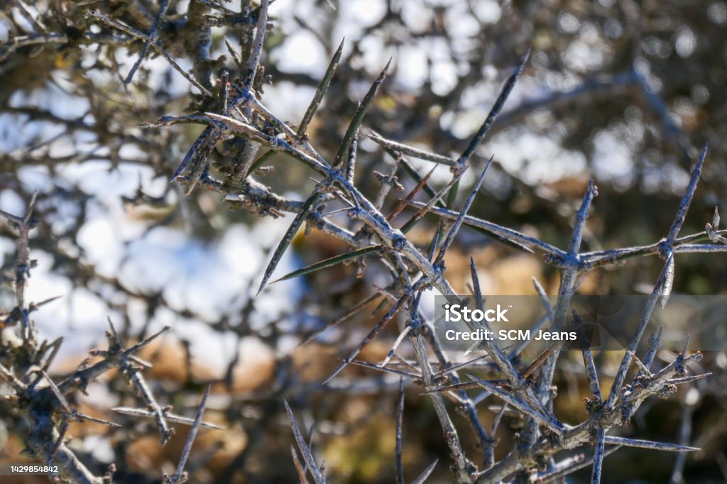 Alpine Thorn Bush Thorn bushes appear throughout the Southern Alps region of the South Island.  In the background is snow on the ground near the entrance to the Hooker Valley near Aoraki Mount Cook.  This image was taken on a sunny morning in early Spring. Abstract Stock Photo