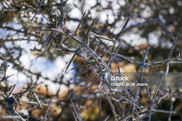 Alpine Thorn Bush Stock Photo - Download Image Now - Abstract, Backgrounds, Beauty In Nature