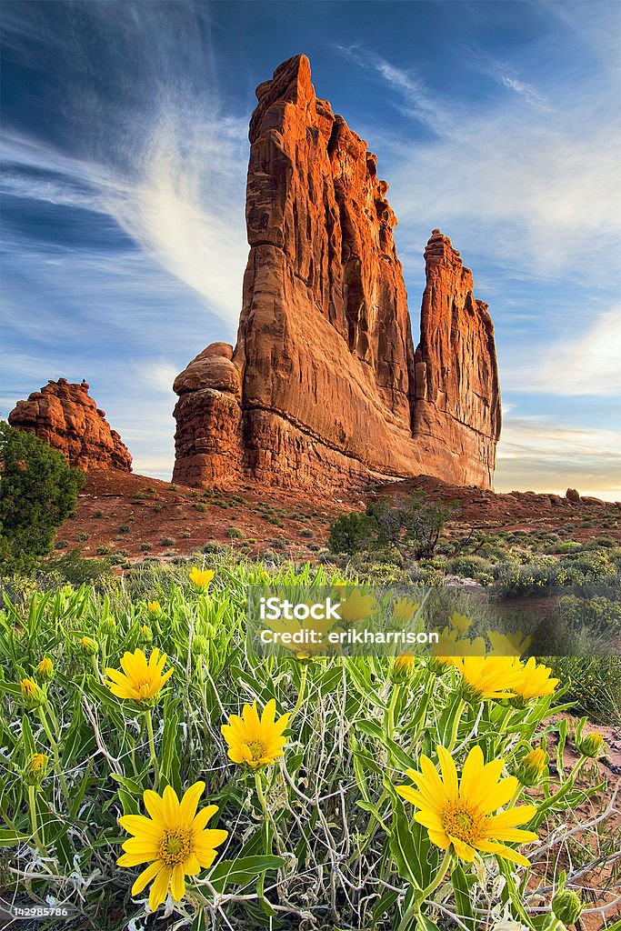 Court House Towers Court House Towers at sunrise in Arches National Park with spring flowers in the foreground. Arches National Park Stock Photo