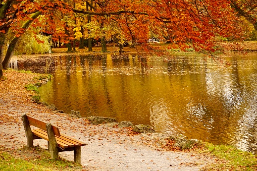 Park paths in autumn. Walking paths in Upper Bavaria in autumn. Golden autumn in the parks of Bavaria. German autumn.
