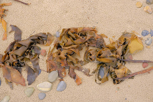 Abstract or flotsam on the beach in the Mid North Coast