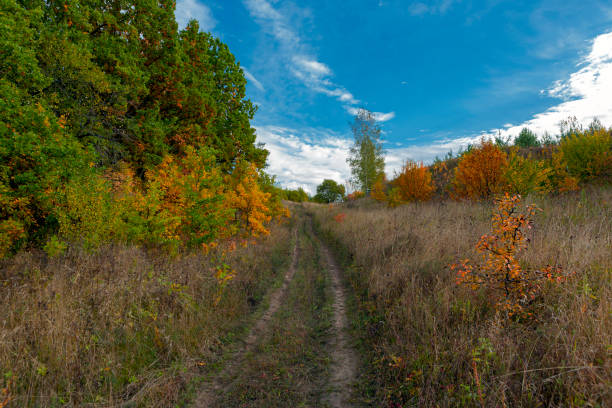 istock Autumn forest road goes into the blue sky.. 1429877813