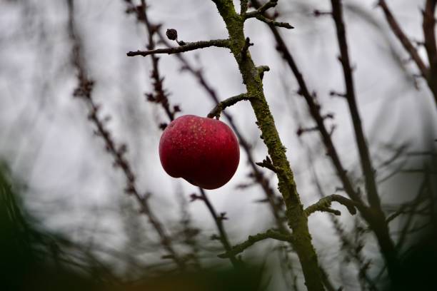 istock Ripe red apples on branches without leaves. Red apples hang on bare branches. Ripe apples still hang on apple trees in cloudy weather. Autumn apples before harvest. 1429878259