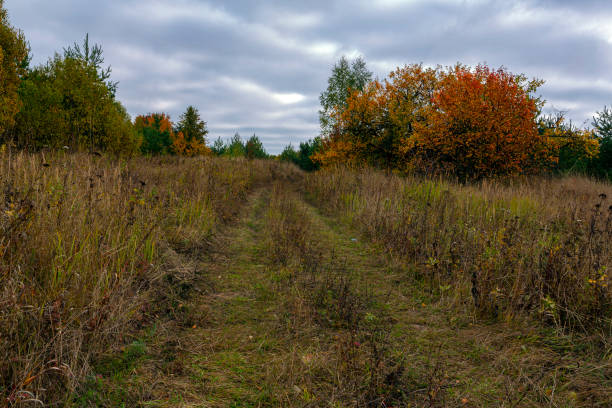 istock Autumn forest road goes into the blue sky.. 1429878517