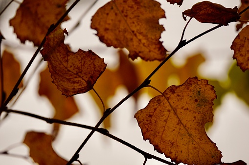 Brown dry birch leaves in cloudy weather. Bronze birch leaves. Autumn birch leaves. Birch in autumn.