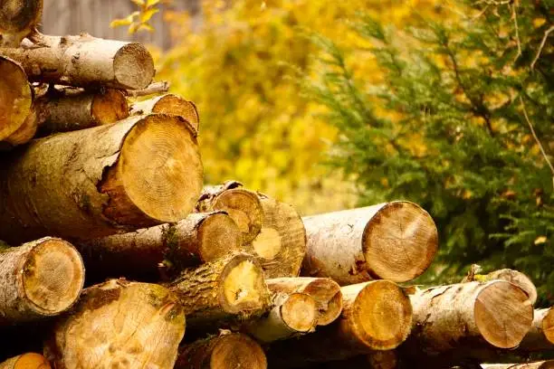 Harvesting firewood for the winter. Chopped firewood in a pile. Smooth rows of firewood. The firewood is lying on the grass. Smooth rows of firewood. A pile of logs for firewood. Tree trunks milking heating.