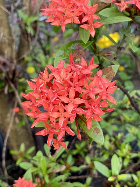 istock red ixora flower in nature garden 1429879799