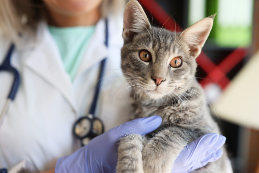 Manos veterinarias sosteniendo un hermoso gato en la clínica veterinaria photo