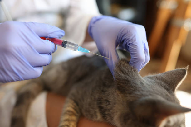istock Veterinarian makes kitten vaccination in clinic closeup 1429886373