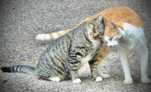 istock best friends forever, two ferrell felines feeling friendly on maui. 1429886561