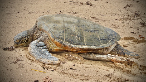 on a hike on the island of maui, hawai'i - u.s.a.