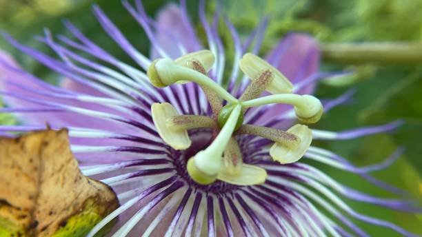 istock one violet-colored stinking passionflower (passiflora foetida) blossom. (wild maracuja, bush passion fruit, wild water lemon, stoneflower, love-in-a-mist, or running pop). 1429886650
