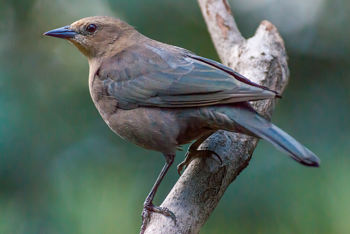 The Brewer's Blackbird (Euphagus cyanocephalus) is a medium-sized North American blackbird and named after the ornithologist Thomas Mayo Brewer.  Adult males have black plumage with an iridescent head and glossy highlights on the rest of the body. The feet and legs are black and the eye is bright yellow. The female is a brownish-grey color. The female's eye is dark brown.  Their breeding habitat is open and semi-open areas near water, across central and western North America. The Brewer’s Blackbird is often a permanent resident in the west.  They are also very adaptable to humans and frequently come to bird feeders.  This female blackbird was photographed while perched in a tree near Walnut Canyon Lakes in Flagstaff, Arizona, USA.