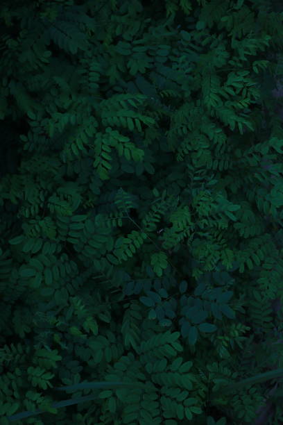 Green leaves pattern background, Natural background and wallpaper