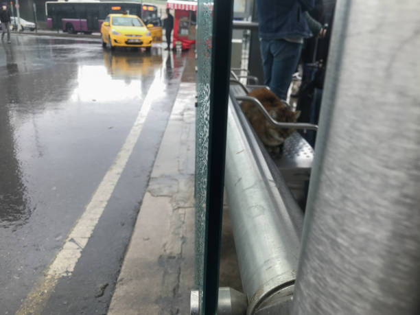 un gato frío durmiendo y gente parada en la estación de autobuses bajo una fuerte lluvia - the eye of the storm thunderstorm storm cloud fotografías e imágenes de stock