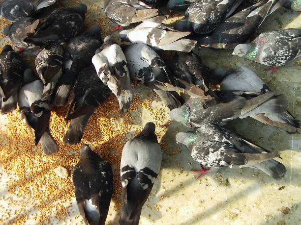 istock top down view of several pigeons eating their food 1429888423