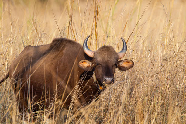 Indian Bison or Gaur, with a radio collar, walking through the grass to a waterhole in Bandhavgarh, India stock photo