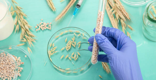 istock Analyzing agricultural wheat grains in laboratory 1429889445