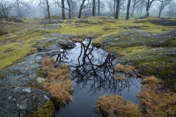 Foggy woodland at Summit Park located in Victoria, British Columbia.