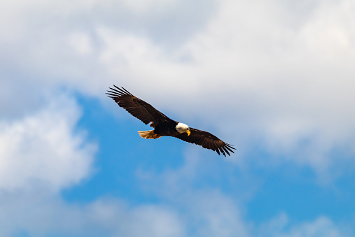 A bald eagle about to land