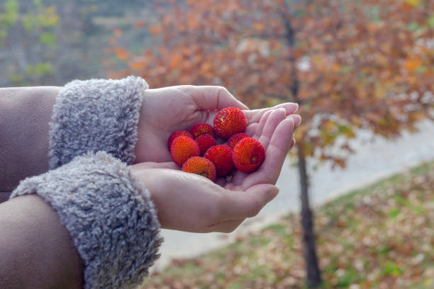 Ripe, red berries strawberry tree (Arbutus unedo) in female hands close-up.