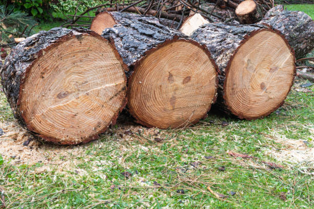 istock Cutted out in the garden, log firewood 1429890532