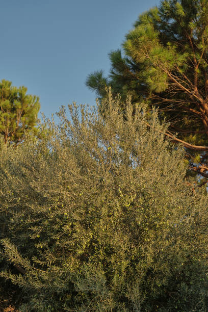 istock Olive tree with olives, vertical frame. Background idea about nature and ecological cultivation of olives 1429892750