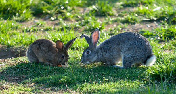 istock Portrait with two rabbits on the grass 1429893806